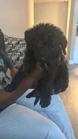 Luxury , a female Yorkipoo for sale in Hamden, CT – 1 of 1