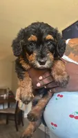 Cookie, a female Yorkipoo for sale in Hamden, CT – 1 of 1