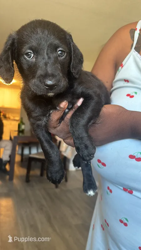 Unique – Yorkipoo puppy for sale in Hamden, CT