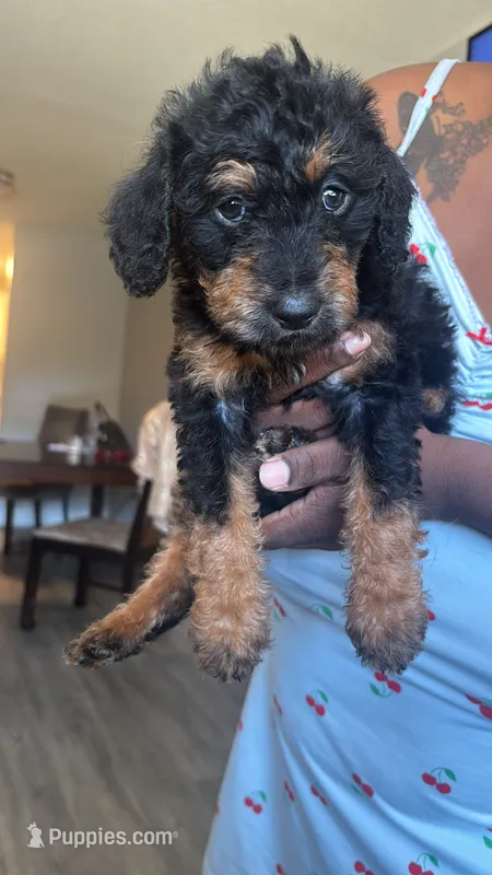 GaGa – Yorkipoo puppy for sale in Hamden, CT
