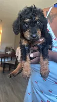 GaGa, a female Yorkipoo for sale in Hamden, CT – 1 of 2