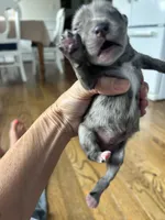 Bonnie, a female Australian Shepherd for sale in Lawndale, NC – 2 of 2