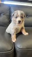 Winnie, a female Australian Shepherd for sale in Lawndale, NC – 6 of 6