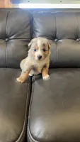 Winnie, a female Australian Shepherd for sale in Lawndale, NC – 5 of 6
