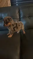 Cash, a male Australian Shepherd for sale in Lawndale, NC – 7 of 9
