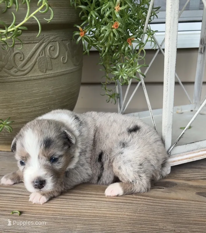 Winnie – Australian Shepherd puppy for sale in Lawndale, NC