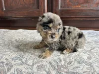 Cash, a male Australian Shepherd for sale in Lawndale, NC – 5 of 9
