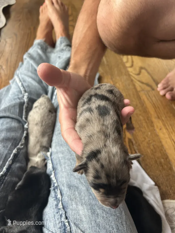 Cash – Australian Shepherd puppy for sale in Lawndale, NC