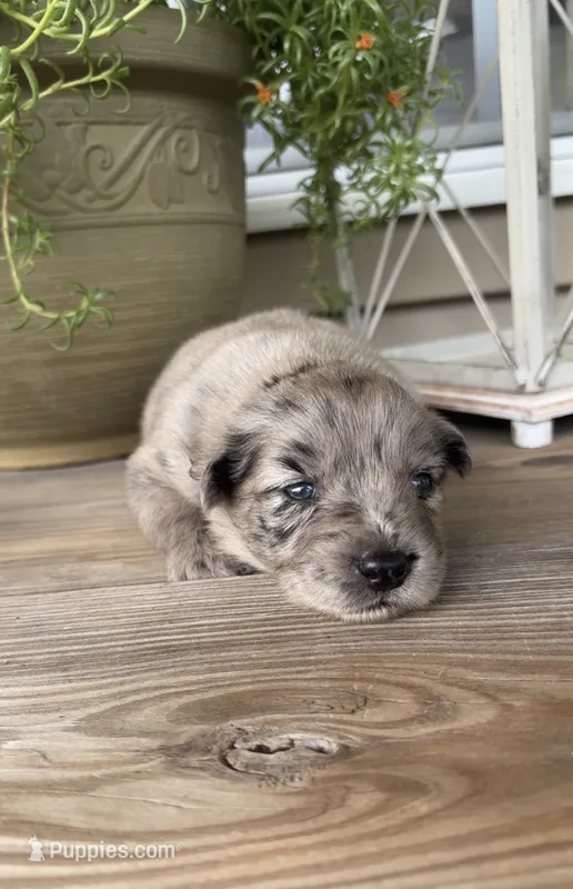 Bonnie – Australian Shepherd puppy for sale in Lawndale, NC