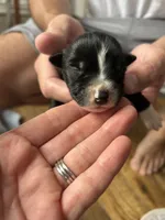 Colt, a male Australian Shepherd for sale in Lawndale, NC – 1 of 2