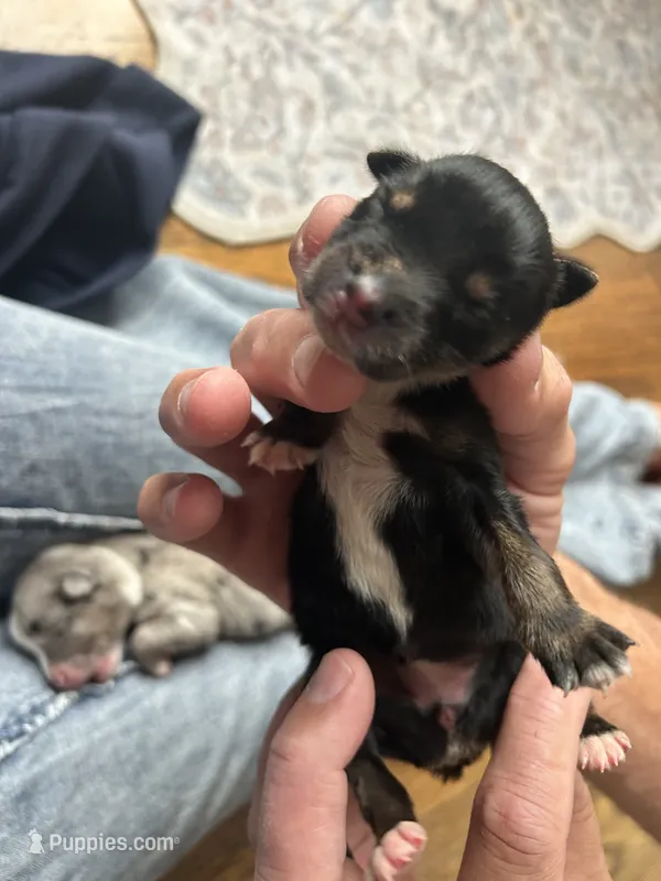 Honey – Australian Shepherd puppy for sale in Lawndale, NC