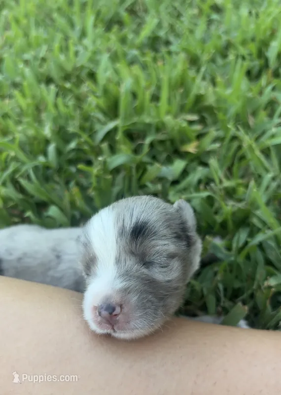 Winnie – Australian Shepherd puppy for sale in Lawndale, NC