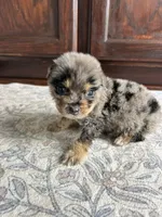 Cash, a male Australian Shepherd for sale in Lawndale, NC – 2 of 9