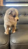 Winnie, a female Australian Shepherd for sale in Lawndale, NC – 3 of 6