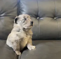Bonnie, a female Australian Shepherd for sale in Lawndale, NC – 2 of 4