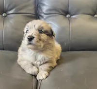 Bonnie, a female Australian Shepherd for sale in Lawndale, NC – 4 of 4