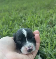 Jessie, a female Australian Shepherd for sale in Lawndale, NC – 2 of 4