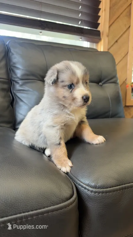 Winnie – Australian Shepherd puppy for sale in Lawndale, NC