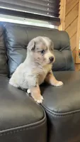 Winnie, a female Australian Shepherd for sale in Lawndale, NC – 1 of 6