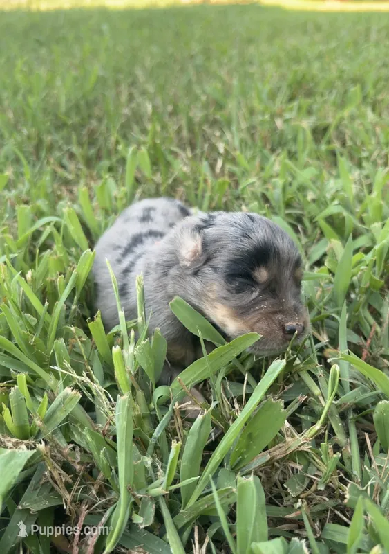 Cash – Australian Shepherd puppy for sale in Lawndale, NC