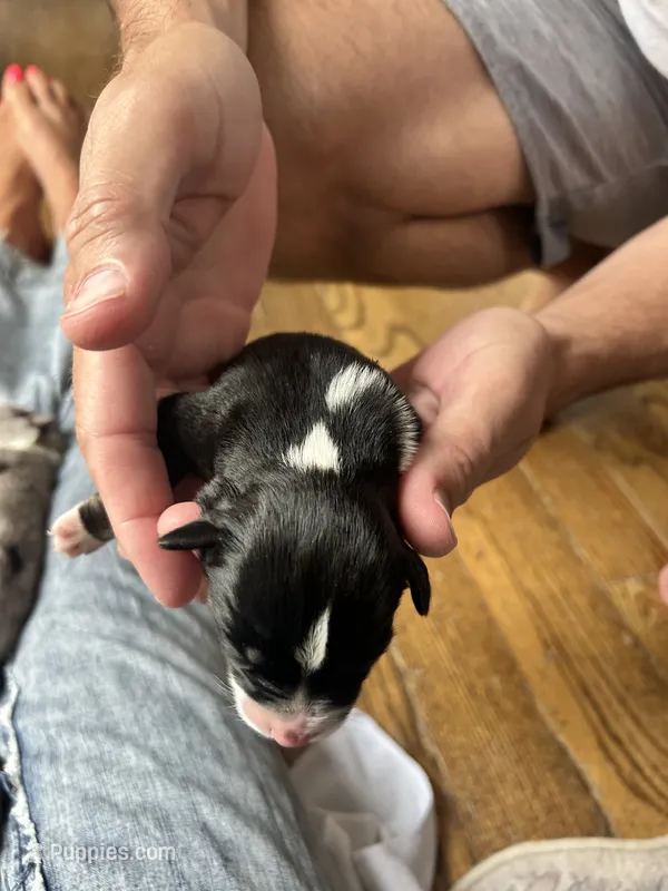 Jessie – Australian Shepherd puppy for sale in Lawndale, NC