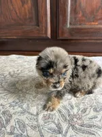 Cash, a male Australian Shepherd for sale in Lawndale, NC – 4 of 9