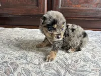 Cash, a male Australian Shepherd for sale in Lawndale, NC – 3 of 9