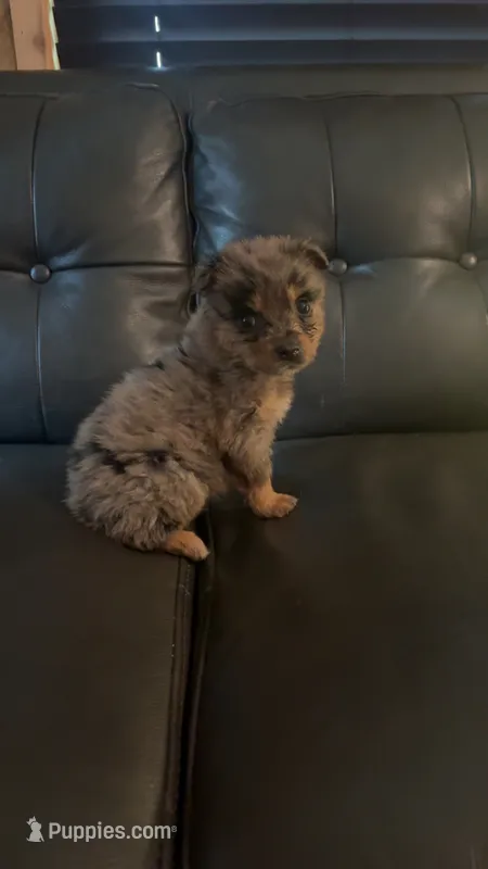 Cash – Australian Shepherd puppy for sale in Lawndale, NC