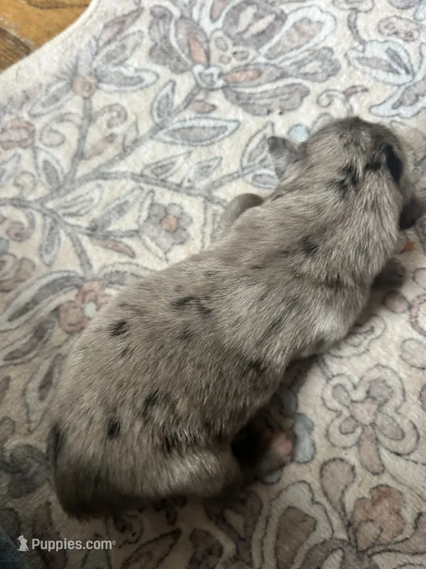 Bonnie – Australian Shepherd puppy for sale in Lawndale, NC