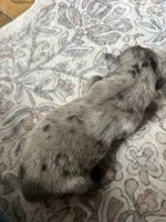 Bonnie, a female Australian Shepherd for sale in Lawndale, NC – 1 of 2