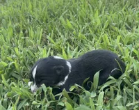 Jessie, a female Australian Shepherd for sale in Lawndale, NC – 3 of 4