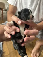 Colt, a male Australian Shepherd for sale in Lawndale, NC – 2 of 2