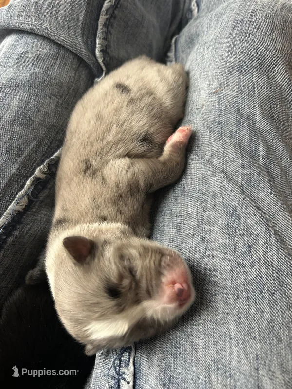 Winnie – Australian Shepherd puppy for sale in Lawndale, NC