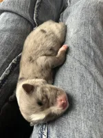Winnie, a female Australian Shepherd for sale in Lawndale, NC – 1 of 2