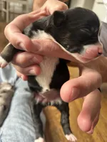 Jessie, a female Australian Shepherd for sale in Lawndale, NC – 2 of 2