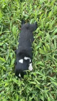 Jessie, a female Australian Shepherd for sale in Lawndale, NC – 4 of 4