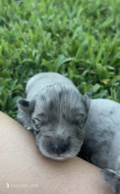 Bonnie – Australian Shepherd puppy for sale in Lawndale, NC