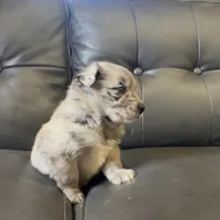Bonnie, a female Australian Shepherd for sale in Lawndale, NC – 3 of 4