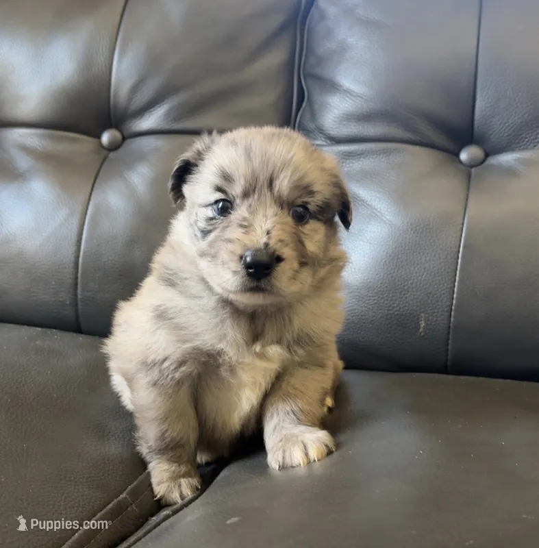 Bonnie – Australian Shepherd puppy for sale in Lawndale, NC