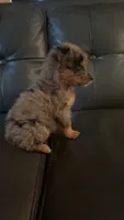 Cash, a male Australian Shepherd for sale in Lawndale, NC – 9 of 9