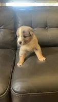 Winnie, a female Australian Shepherd for sale in Lawndale, NC – 2 of 6