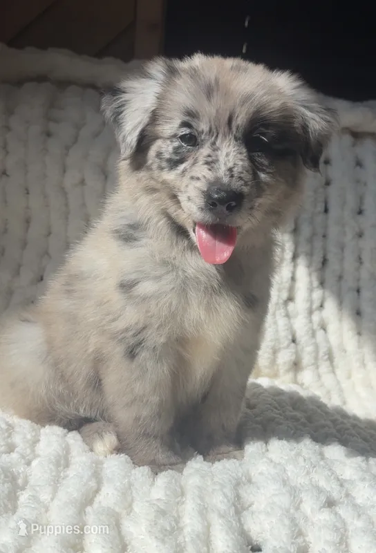 Bonnie – Australian Shepherd puppy for sale in Lawndale, NC