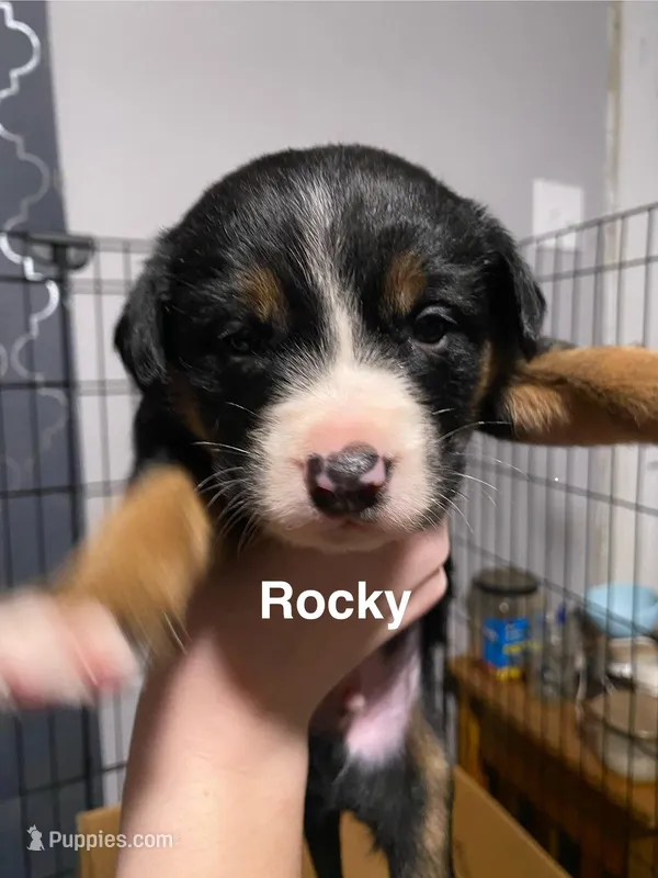 Rocky