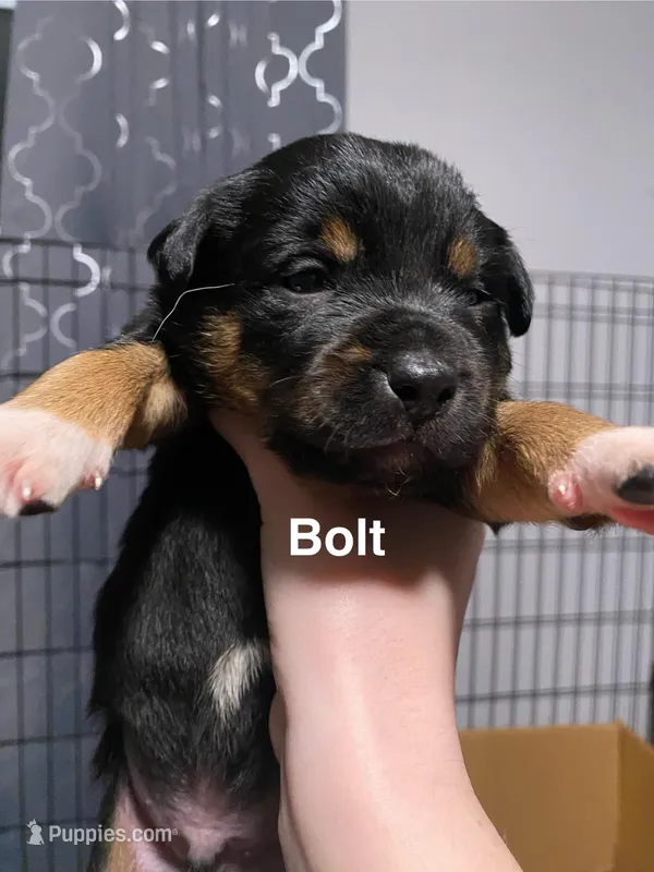 Bolt