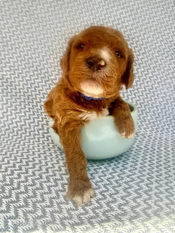 Kane – Goldendoodle puppy for sale in Delhi, NY