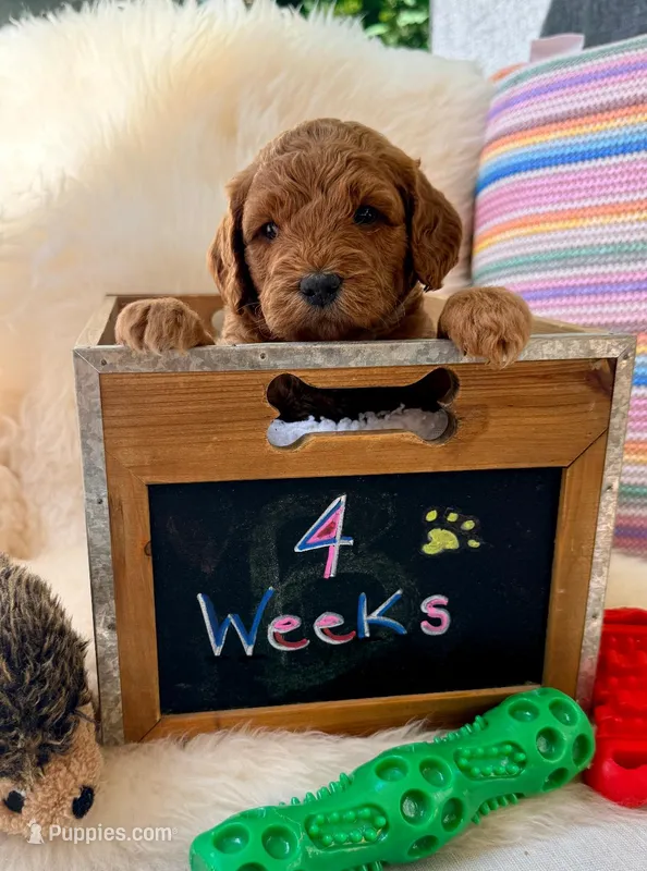 Rice – Goldendoodle puppy for sale in Delhi, NY
