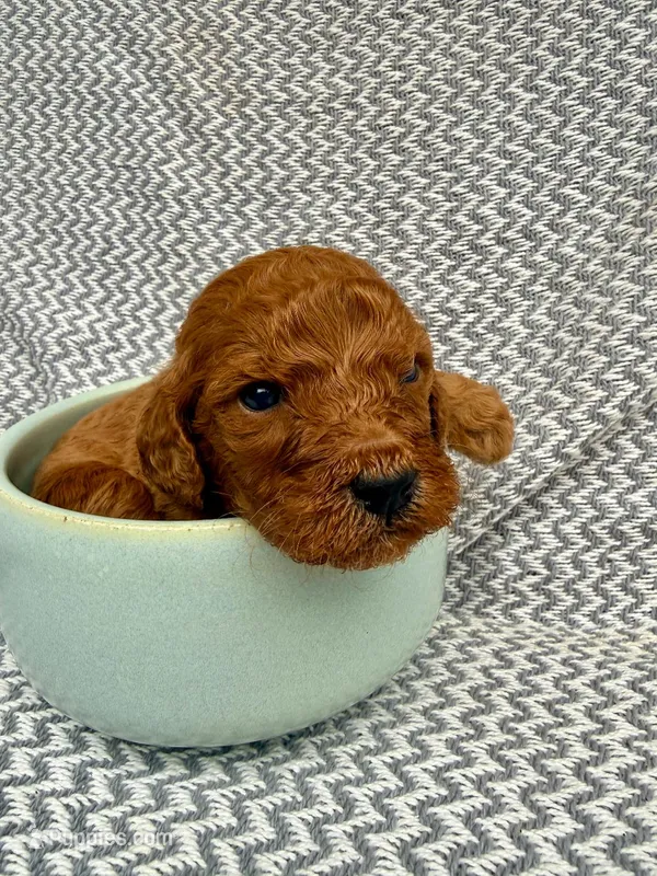 Pickford – Goldendoodle puppy for sale in Delhi, NY