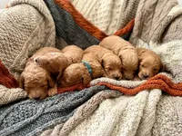 Rice, a female Goldendoodle for sale in Delhi, NY – 2 of 2