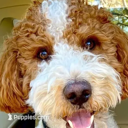 Kane, a male Goldendoodle for sale in Delhi, NY – 3 of 3