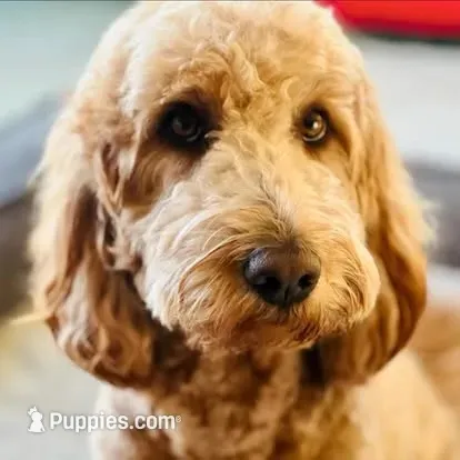 Kane, a male Goldendoodle for sale in Delhi, NY – 2 of 3